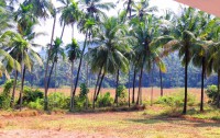 Arambol Paradise Village Resort 2*  4