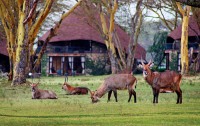   Lake Naivasha Sopa Resort 4*  2