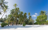   Meeru Island Resort 4*  35